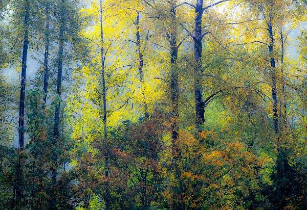 Gulin, Sylvia 아티스트의 USA-Washington State-Preston with Cottonwoods in fall color작품입니다.